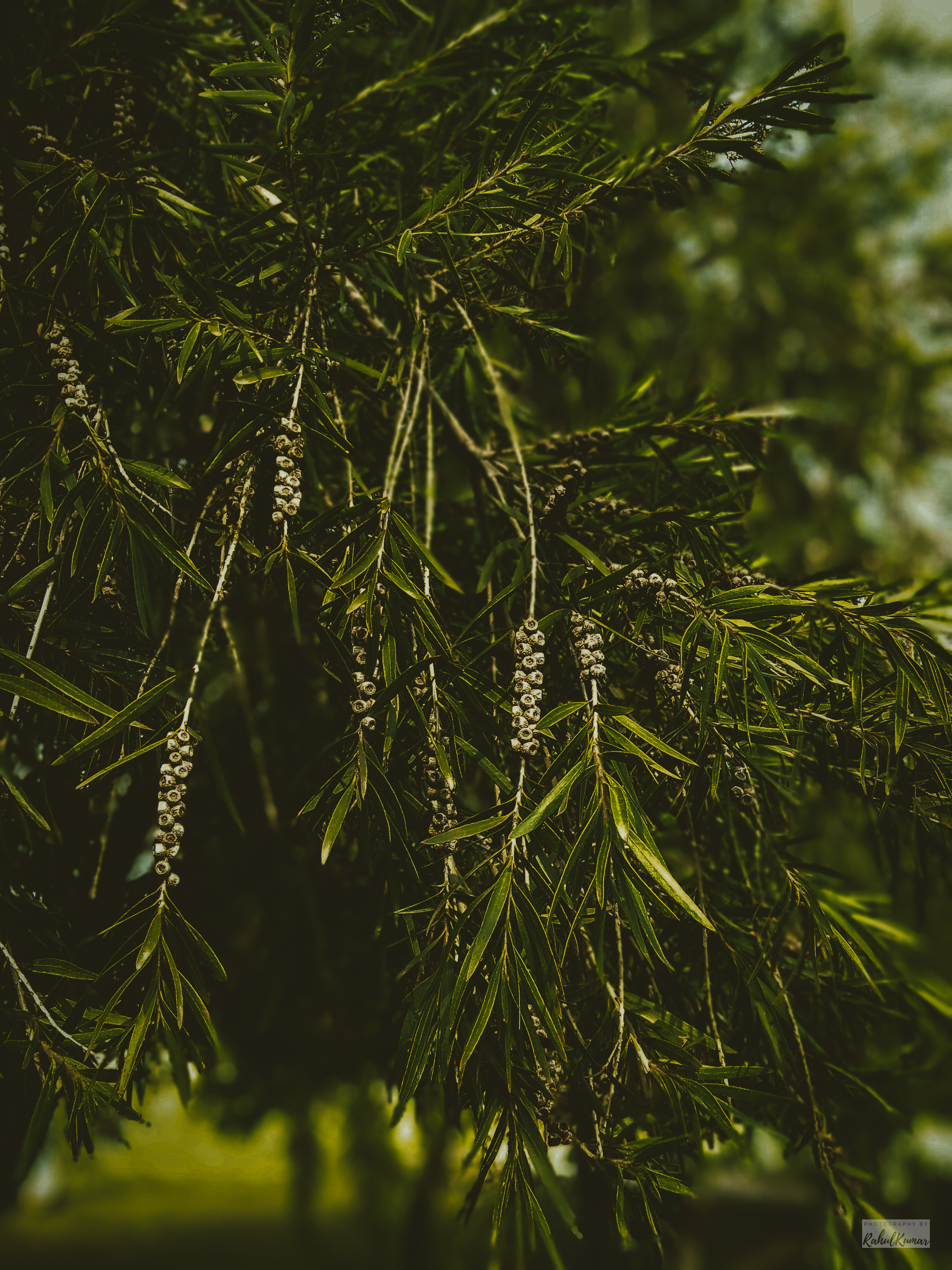 Earphones hanging on a plant branch with a sun lens flare behind